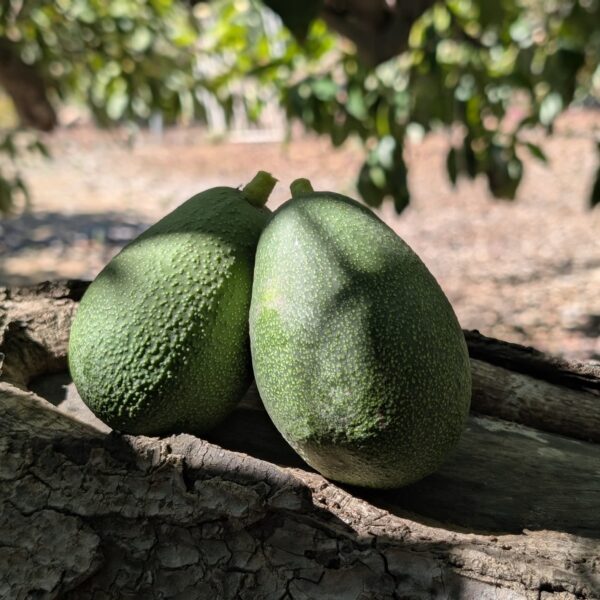 Two Fuerte avocados resting on an old avocado branch in the Holmes Grown grove, Escondido