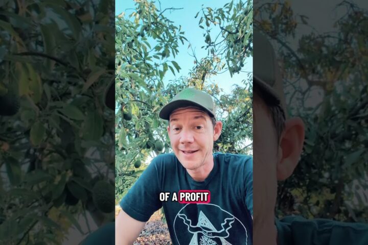 What an Avocado Farm Actually Pays Its Owners