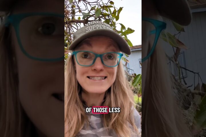 Life on a Family Avocado Grove