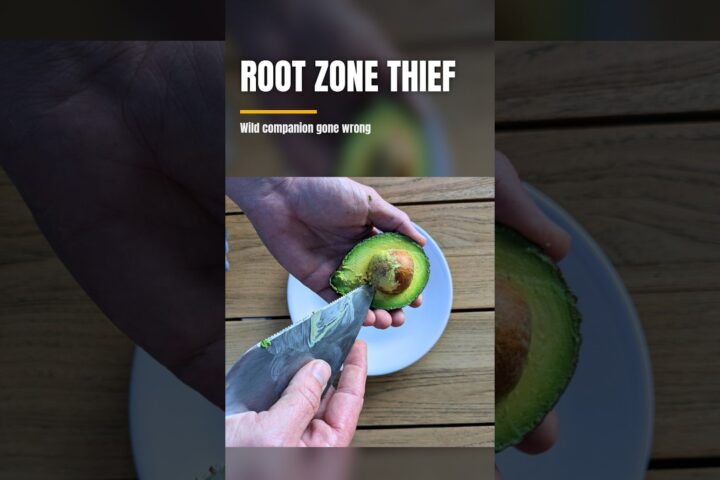 Avocado Tree Care: Why You Should Not Grow Plants Under the Canopy