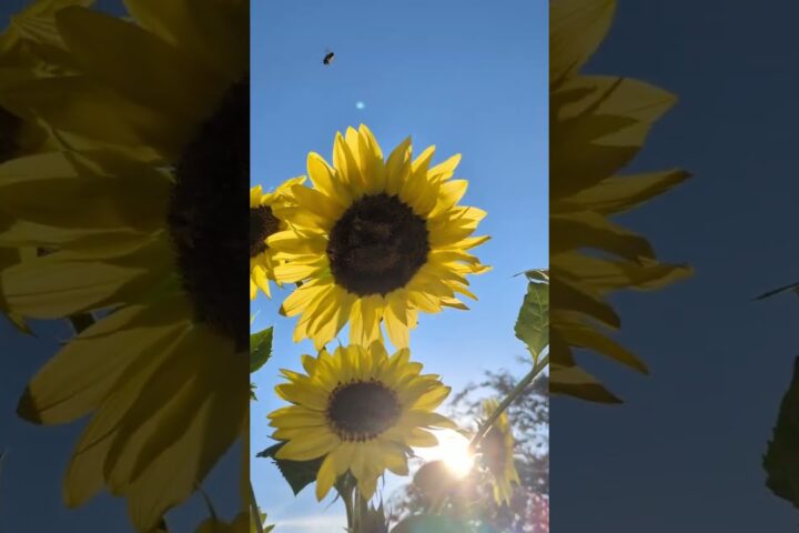 How Planting Sunflowers Boosts Avocado Tree Pollination and Fruit Set