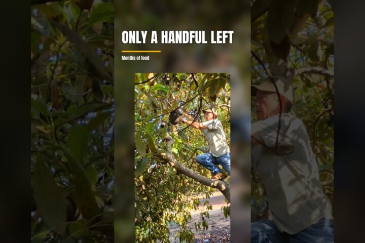 Avocado Harvest Season Wrap-Up: Saving the Last Fruit for Kitchen Recipes