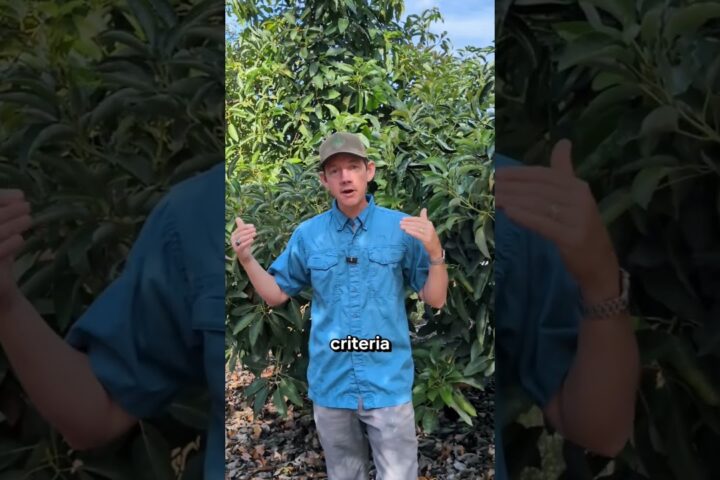 The History of California Avocados, From Escondido to Today