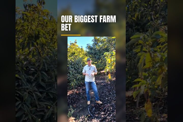 Commercial Avocado Grove Revitalization: Well Drilling, Power, and Replanting 10 Acres