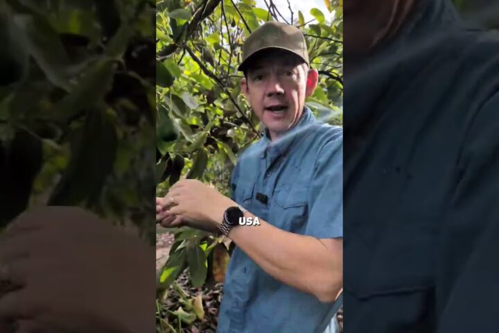 Hass Avocado Season Wrap-Up: What to Expect as Fuerte Season Arrives