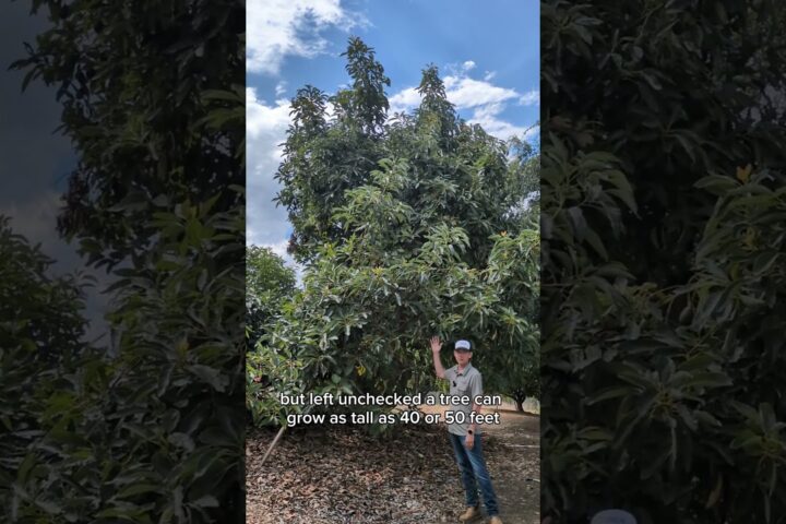 How to Grow Avocado Trees: A Grower’s Complete Guide