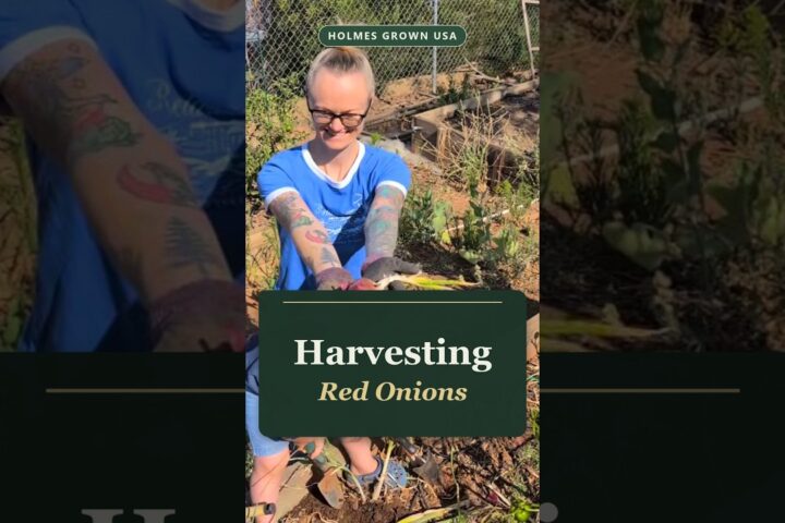 When Are Red Onions Ready to Harvest? Lessons From Our Guacamole Garden