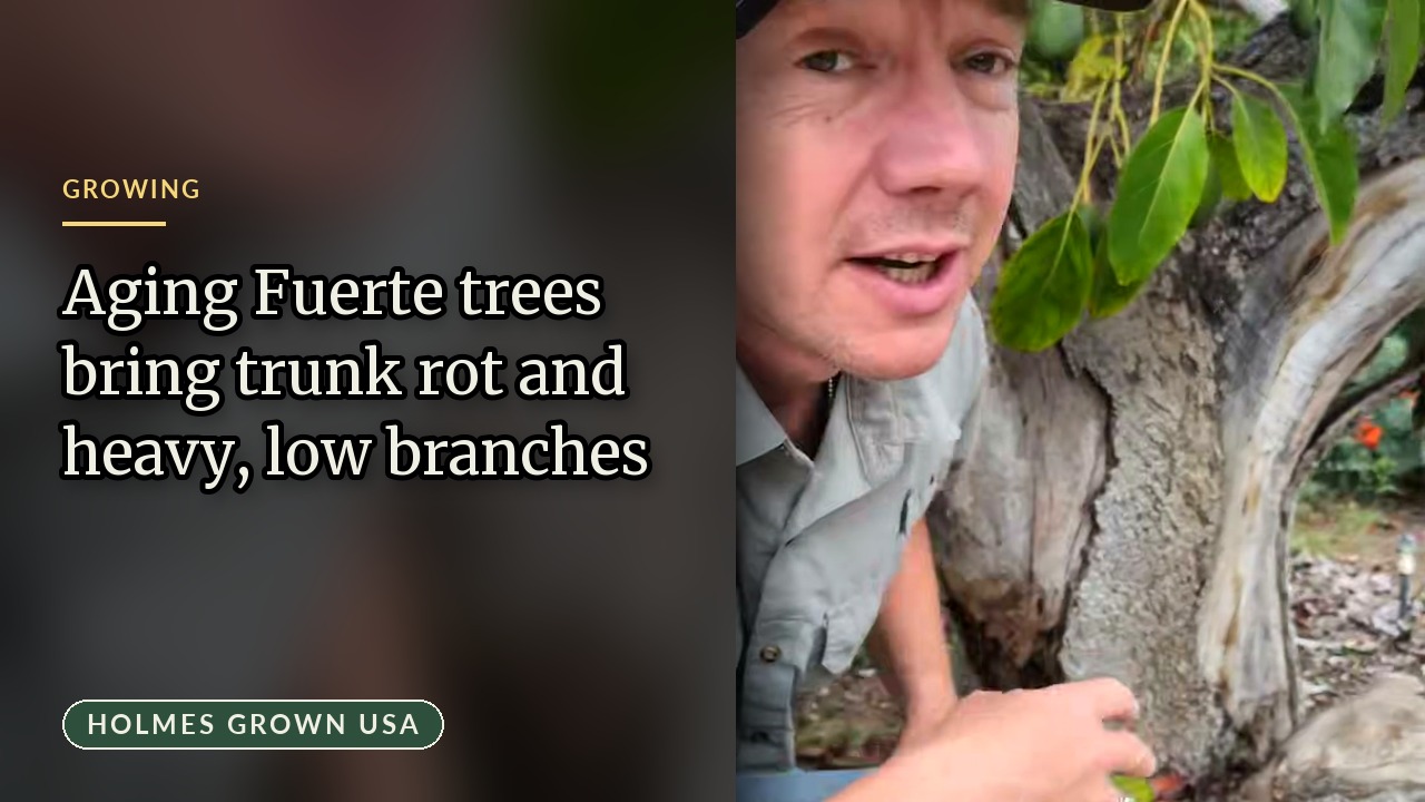 Fuerte Avocado Tree Care: Managing Aging Trees, Trunk Rot, and Heavy Branch Support
