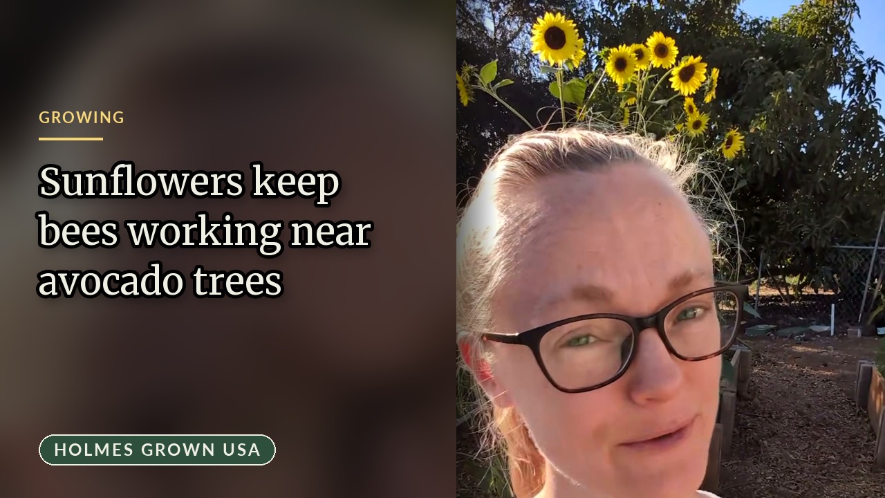 How Planting Sunflowers Boosts Avocado Tree Pollination and Fruit Set