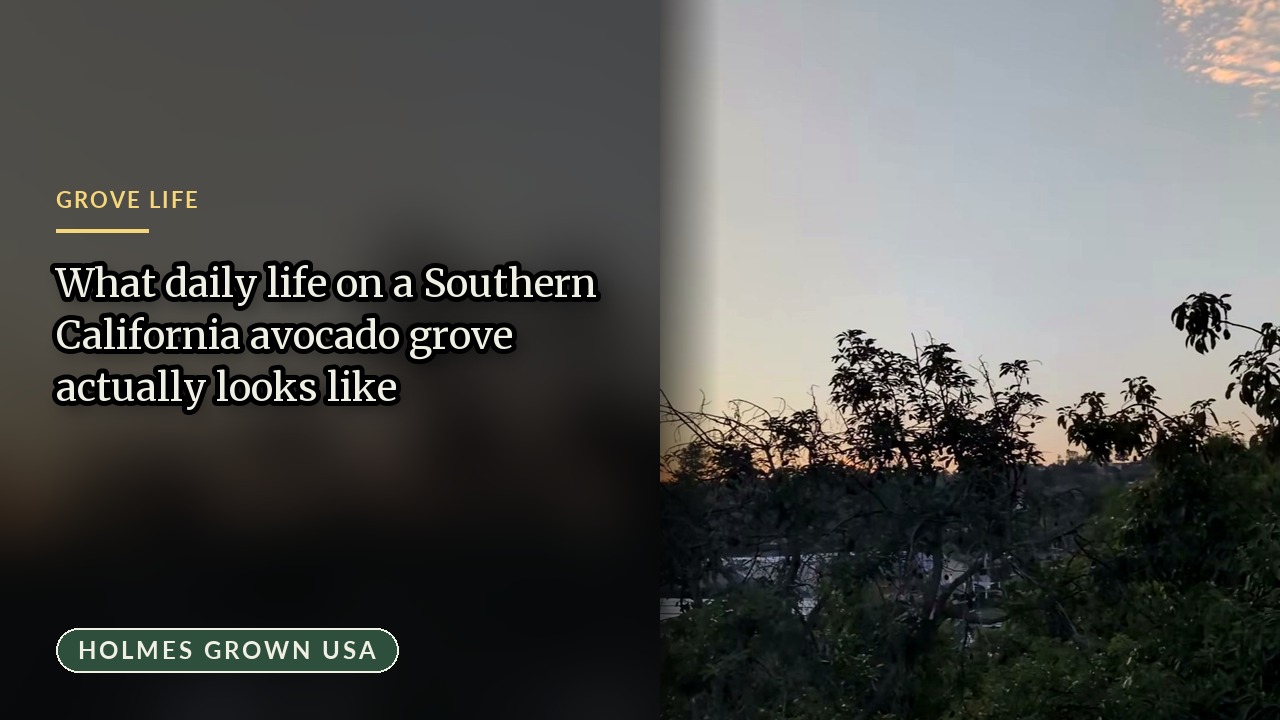 Avocado Grove Lifestyle: Sunset Harvests and Family Farming in California
