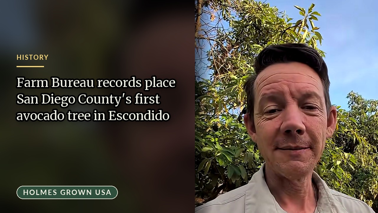 First Avocado Tree in San Diego County: The Surprising History of Escondido Avocados