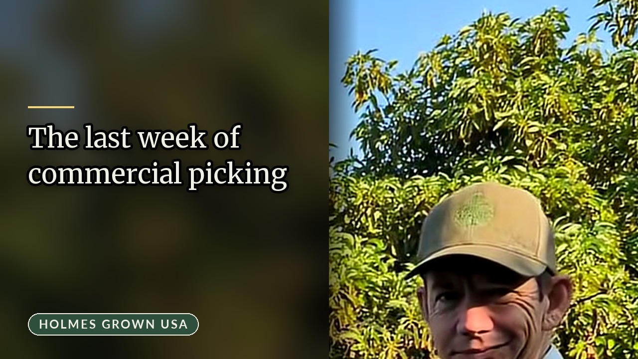 Avocado Harvest Season Wrap-Up: Saving the Last Fruit for Kitchen Recipes