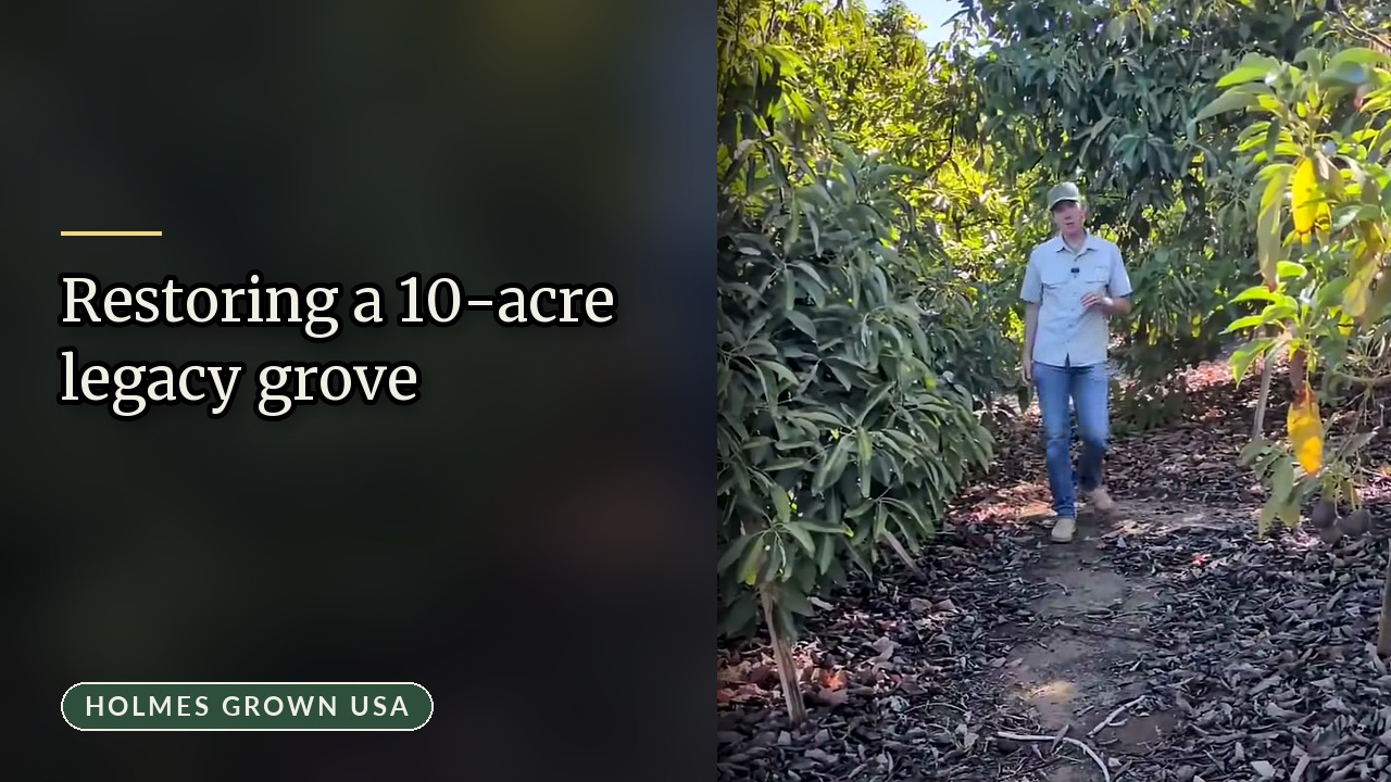 Commercial Avocado Grove Revitalization: Well Drilling, Power, and Replanting 10 Acres