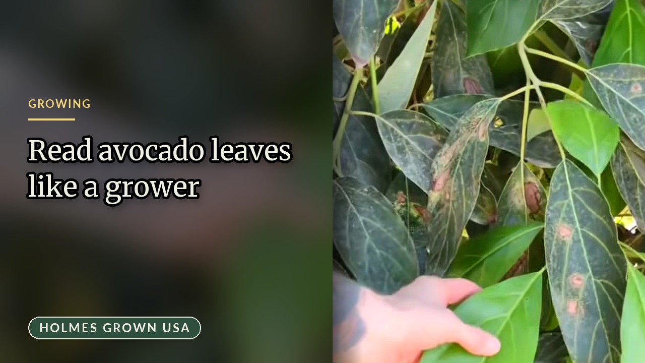 Avocado Tree Leaf Health: Identifying New Growth, Leaf Shapes, and Pest Signs