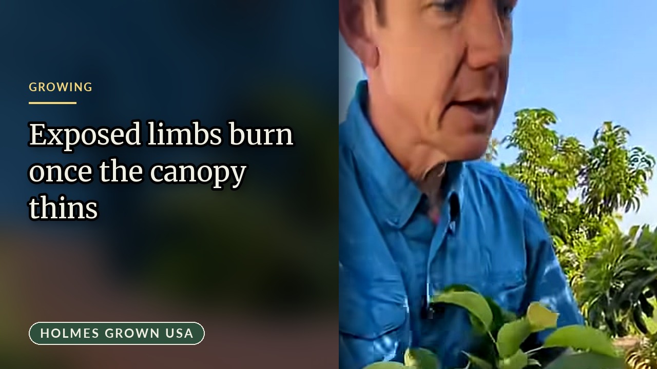 Avocado Tree Sunburn and Pruning Water Sprouts: How to Protect Grove Yields