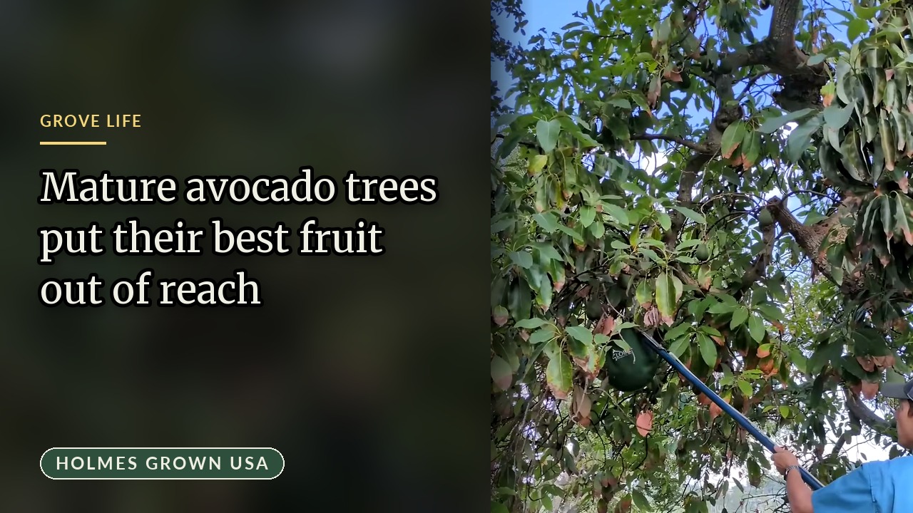 How We Pick Avocados from the Top of the Tree