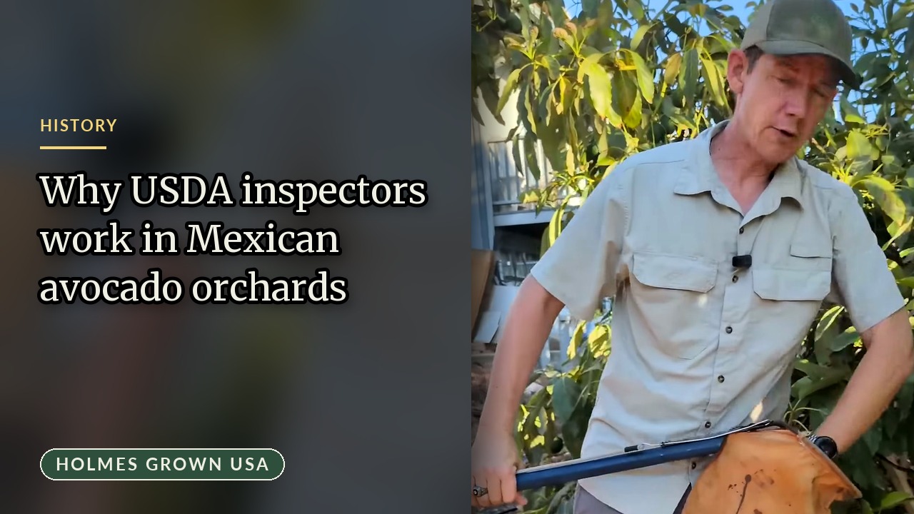 Mexican Avocado Inspection Freeze: Impact on US Prices and Local Farmers