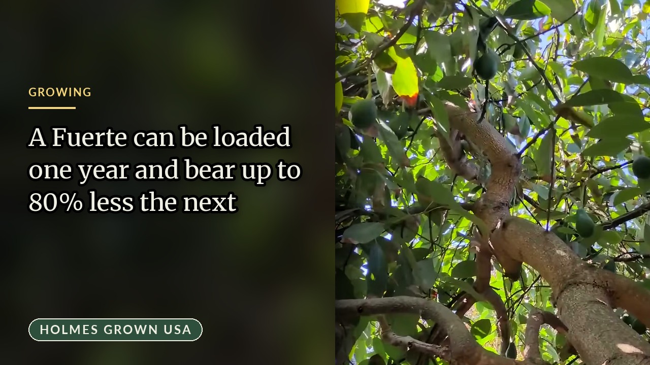 Alternate Bearing as Survival: Why a Fuerte Tree Floods the Forest With Fruit