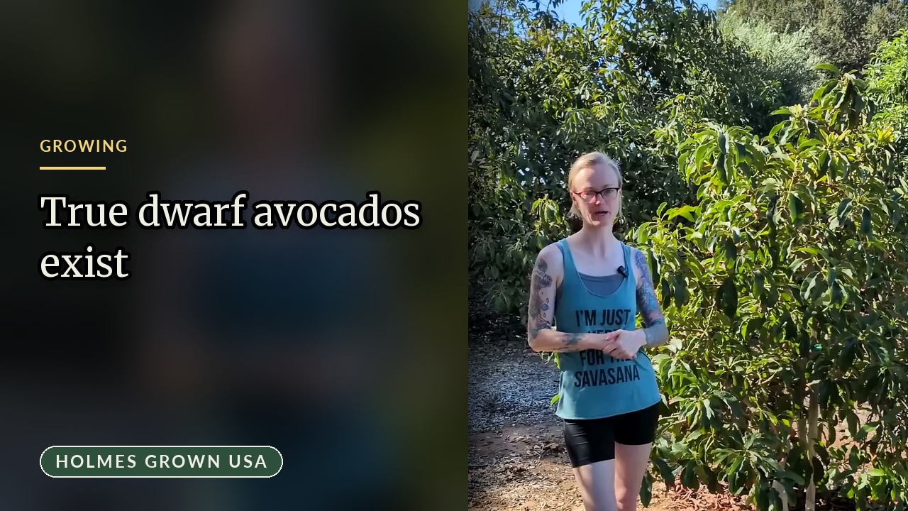 Are Dwarf Avocado Trees Real? Little Cado, Holiday and the Pruning Option