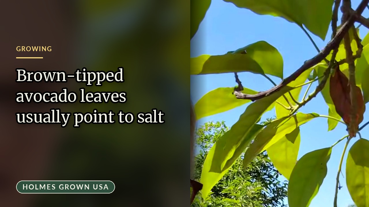 From Brown Tips to a Green Flush: How Our Fuerte Tree Bounced Back