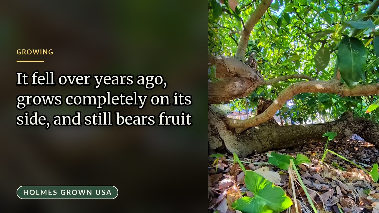 How Tough Is an Avocado Tree? The Fuerte Kirk Climbed as a Kid