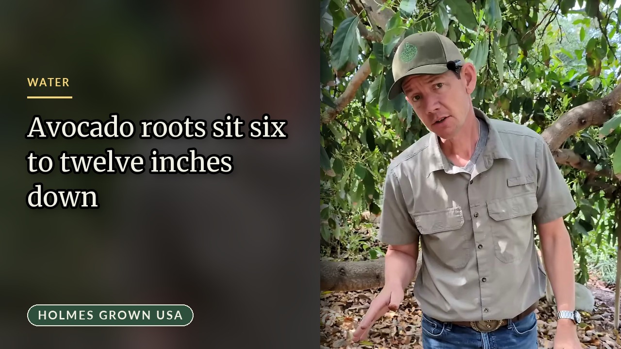How to Check Soil Moisture With a Probe: Our Nine-Inch Test Under a Fuerte