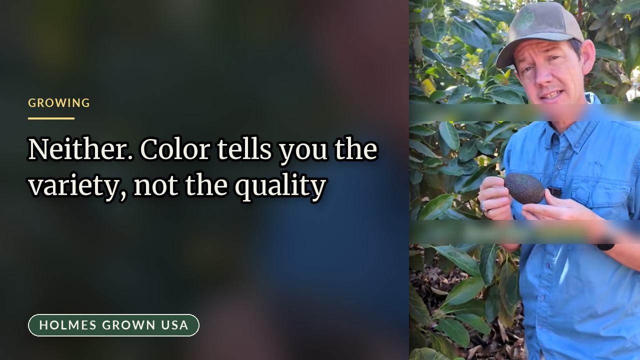 Black vs Green Avocados: How to Know When Fruit Is Ready to Pick