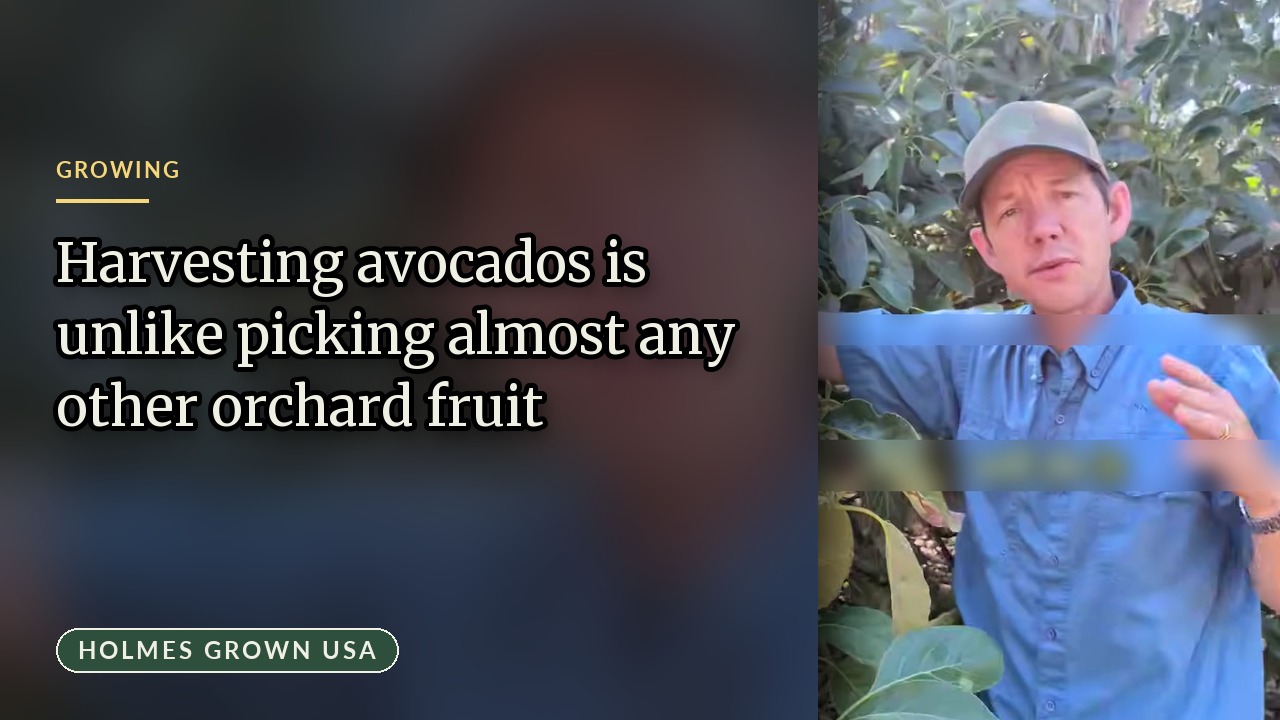 Avocado Size Picking: How Commercial Growers Harvest Fruit for Maximum Yield