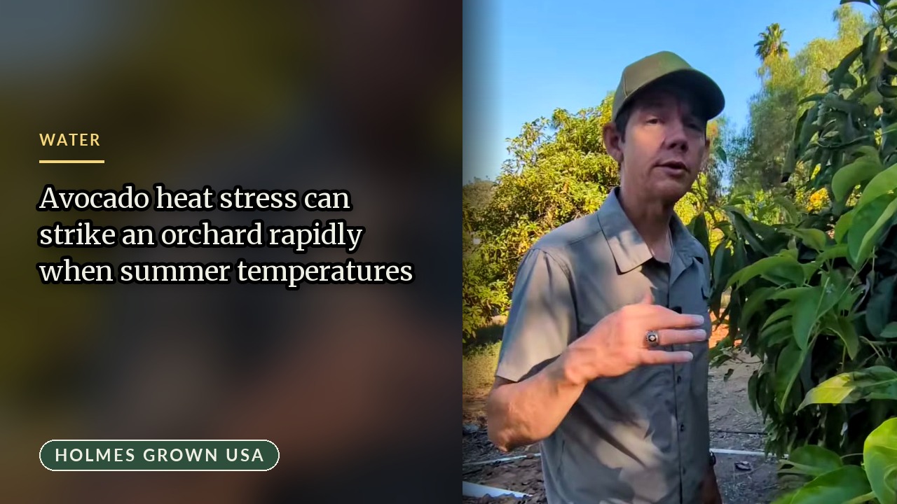 Avocado Heat Stress: Managing Irrigation and Wilting Leaves During Extreme Temperatures