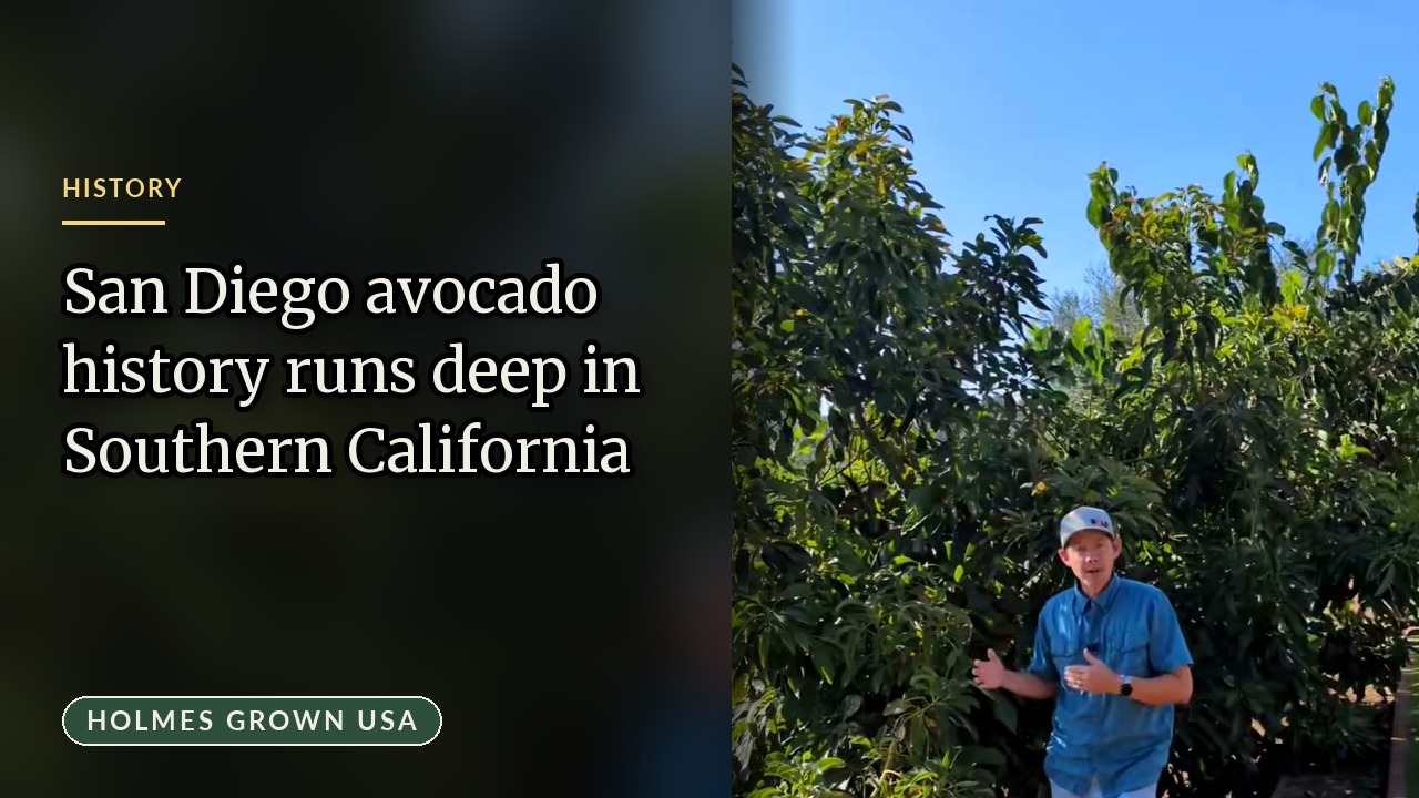 San Diego Avocado History: Why Escondido Needs Avocado Trees on City Property