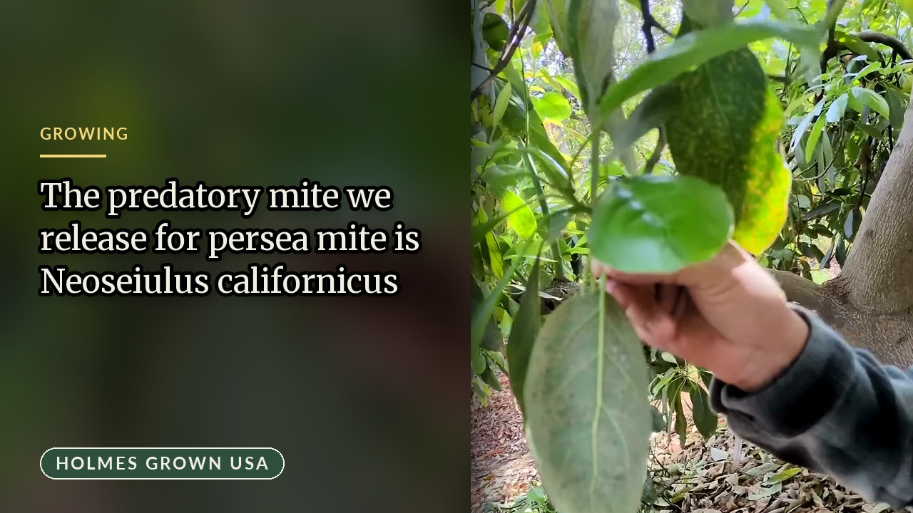 Persea Mites on Avocado Trees: What They Look Like and What We Released