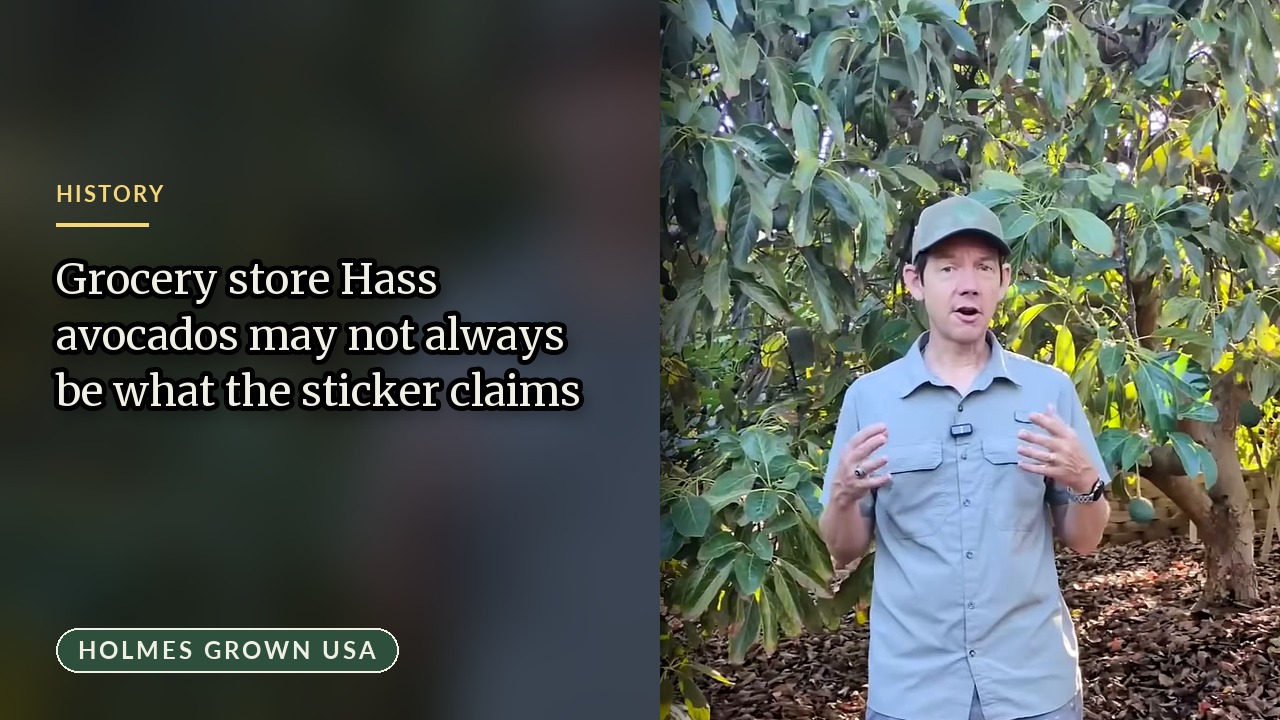 Is Your Grocery Store Hass Avocado Real? Mislabeling in the Produce Aisle