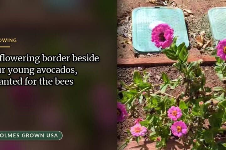 Avocado Pollination Guide: How Planting Wildflowers Boosts Fruit Set