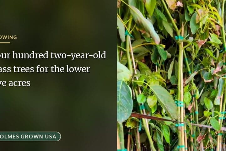 Planting 400 Hass Avocado Trees: Expanding Our Commercial Mountain Grove