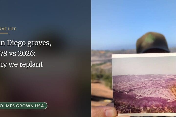 San Diego Avocado Groves: Comparing 1978 to 2026 and Why We Are Replanting