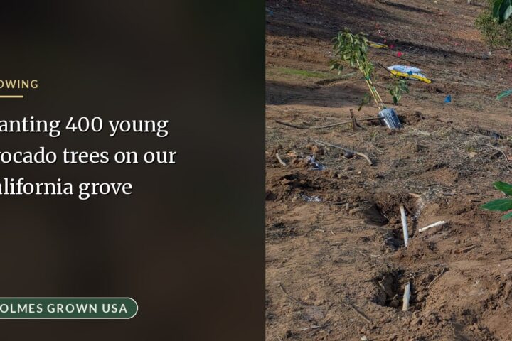 Planting 400 Avocado Trees: Revitalizing Our Commercial California Grove