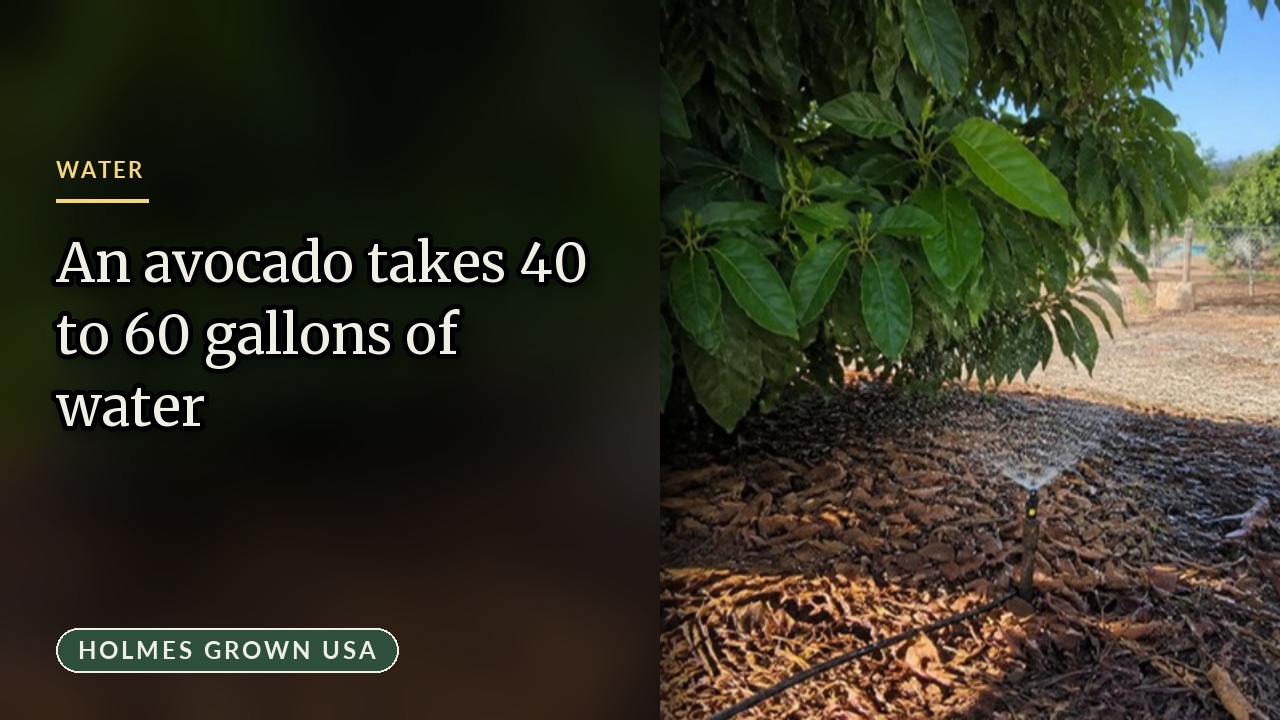 How Much Water Does an Avocado Tree Need? A Grower’s Complete Guide