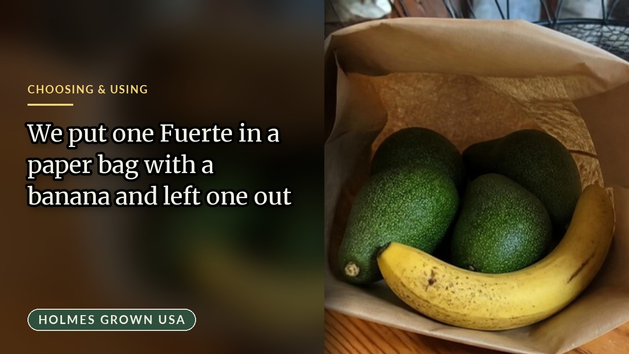 The Banana in a Paper Bag Trick: Our Fuerte Test Came Out Backwards