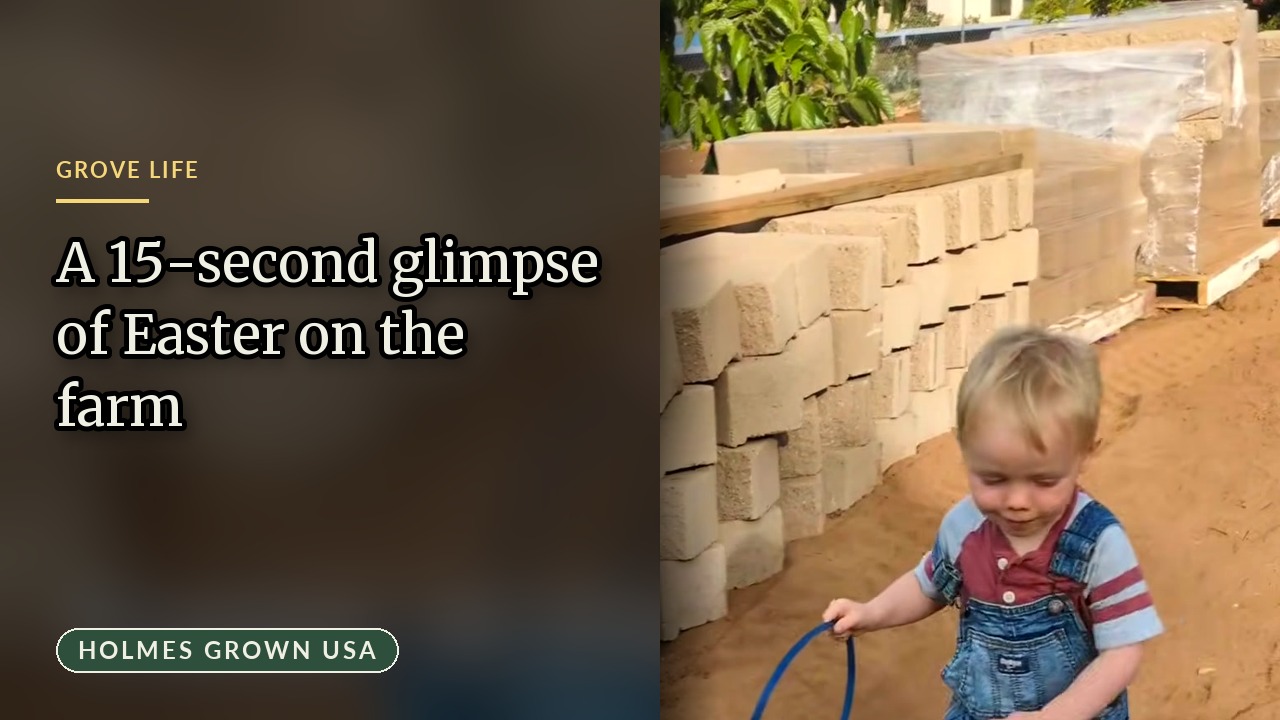 An Easter Egg Hunt in the Avocado Grove