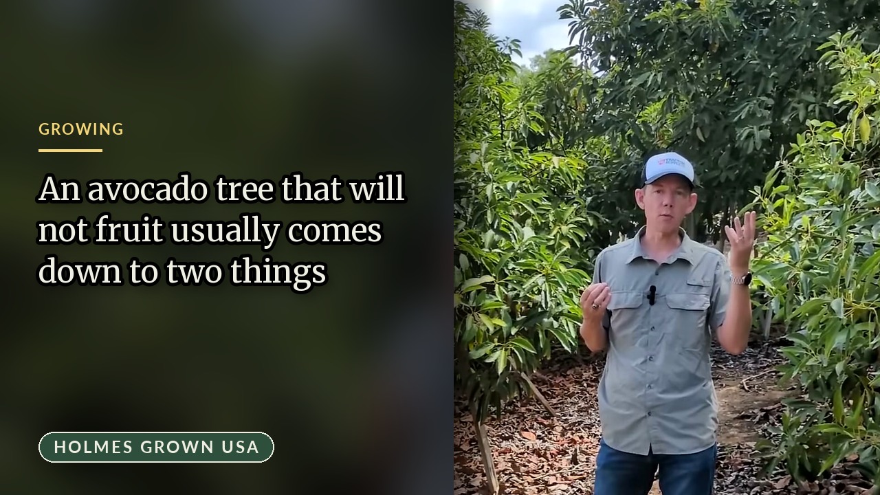 Healthy Avocado Tree but No Fruit? Two Things We Check First