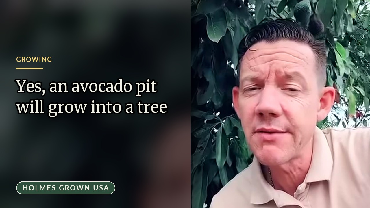 Planting an Avocado Pit? Expect a 7-to-10-Year Wait for Fruit