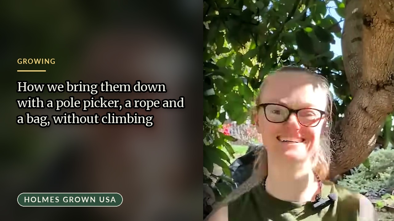 Monster Fuerte at the Top of the Tree: Pole-Picking the Biggest Avocados