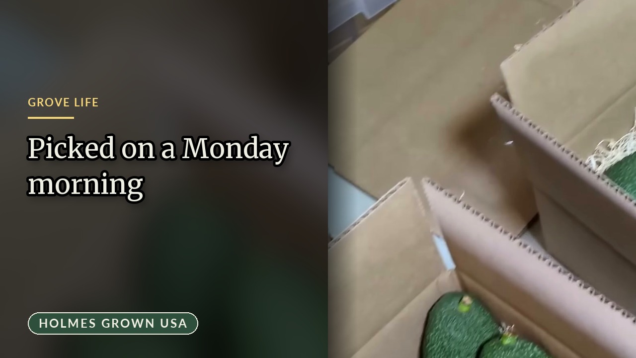 From the Tree to UPS in About Two Hours: Our First Pick-and-Ship Mornings
