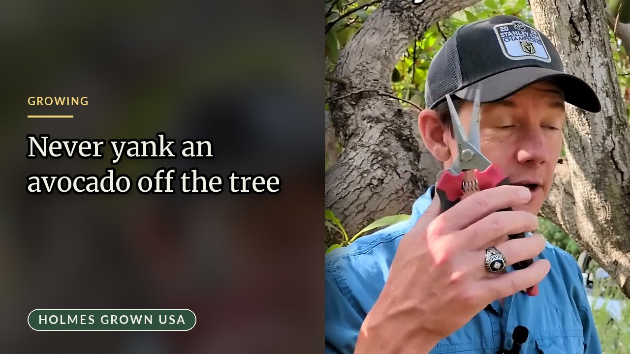 Cut, Don’t Yank: Picking Avocados With Pruners So They Last Longer