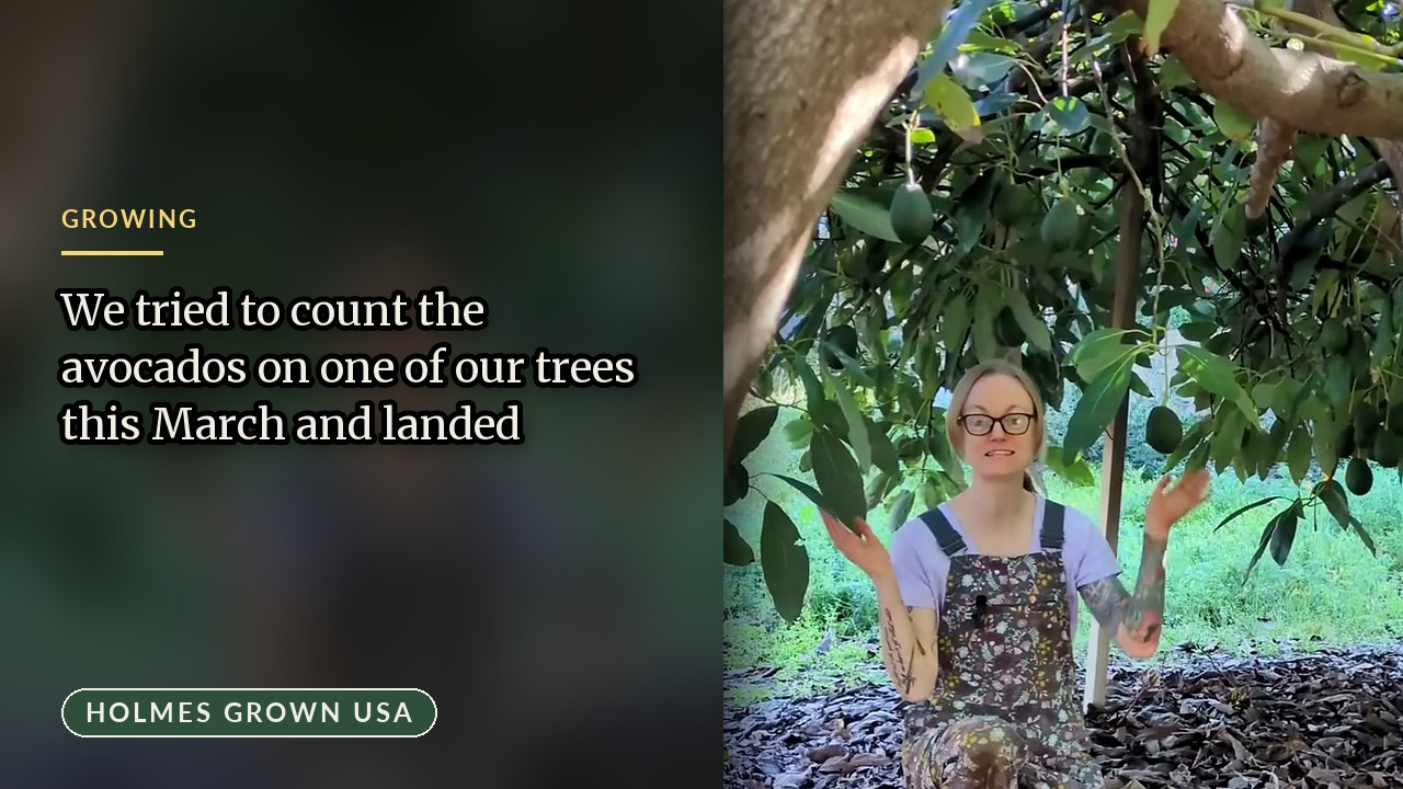 At Least 750 Avocados on One Tree: Estimating a Loaded Tree in March