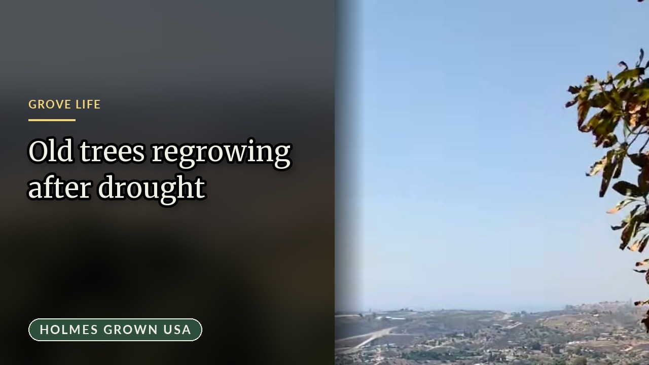 What We Took On: A Walk Through Our 10-Acre Grove Planted in the Mid-1970s