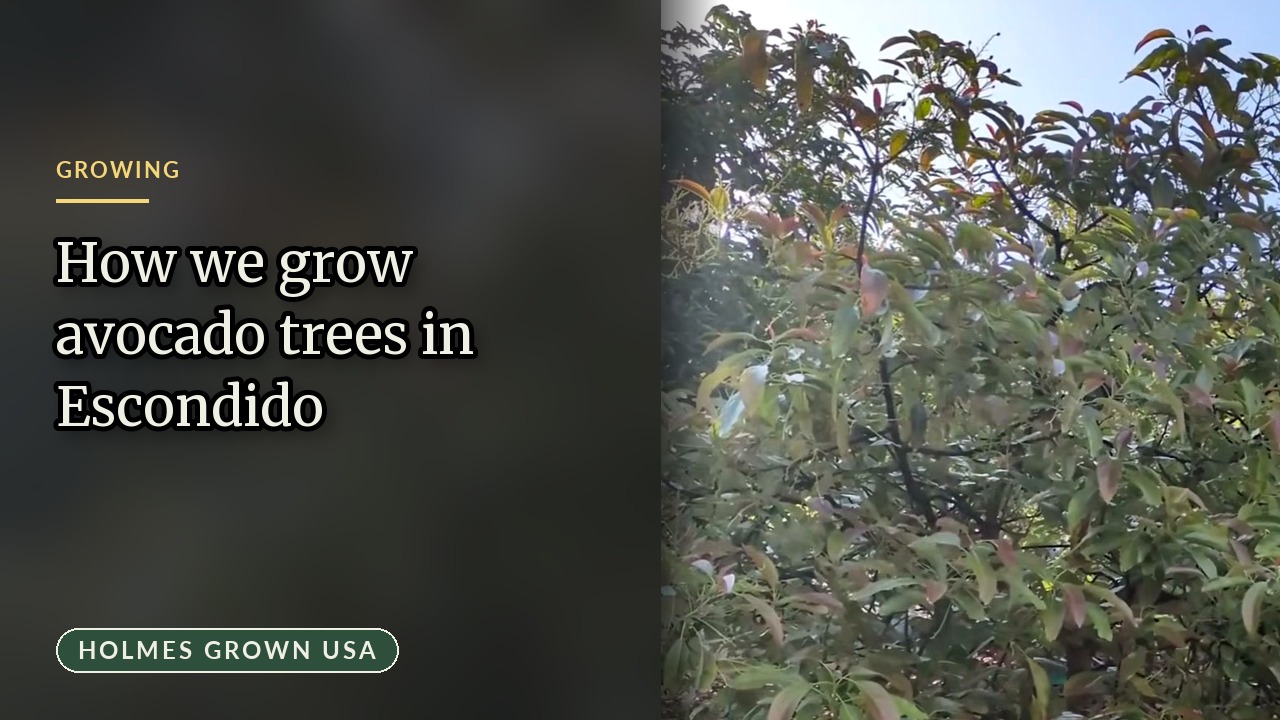 How to Grow Avocado Trees: A Grower’s Complete Guide