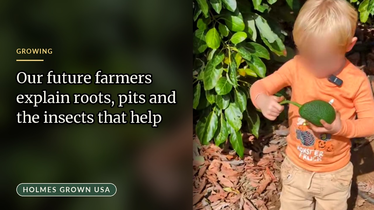 Avocado Tree Biology: How Roots, Pits, and Beneficial Insects Protect the Grove
